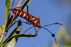 Galaesus hasticornis