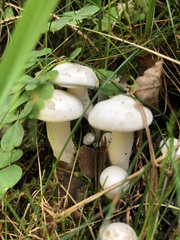 Leucocybe connata
