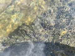 Fissidens fontanus