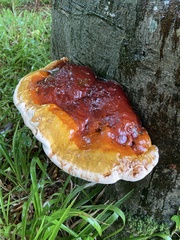 Ganoderma resinaceum