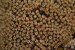Eriogonum kennedyi