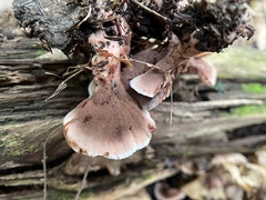 Hydnellum concrescens