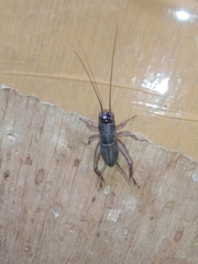 Modicogryllus