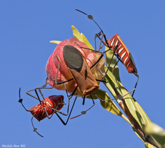 Galaesus hasticornis