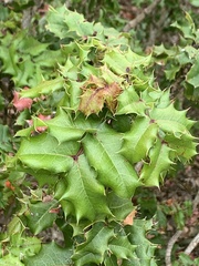 Berberis pinnata