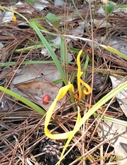 Clavariaceae