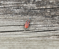 Anthocomus rufus