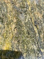 Fissidens fontanus