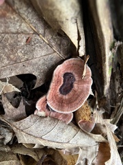 Hydnellum concrescens