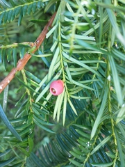 Taxus