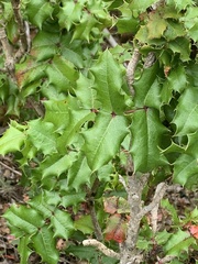 Berberis pinnata