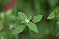 Phalerimeris madurensis