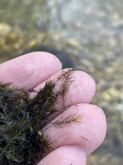 Fissidens fontanus
