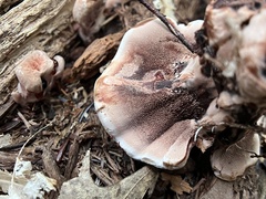 Hydnellum concrescens