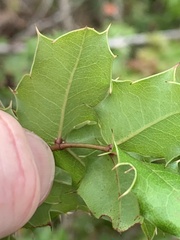 Berberis pinnata