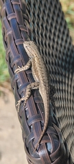 Sceloporus consobrinus
