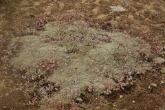 Eriogonum kennedyi