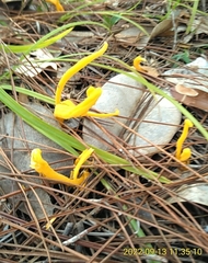 Clavariaceae