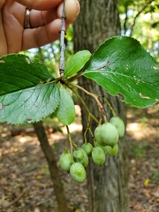 Viburnum rufidulum