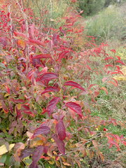 Spiraea flexuosa