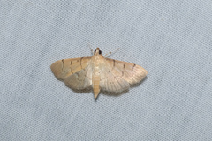 Omiodes indicata