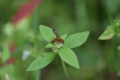 Phalerimeris madurensis