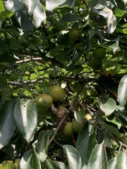 Malus prunifolia