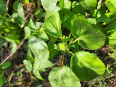 Acalypha ostryifolia