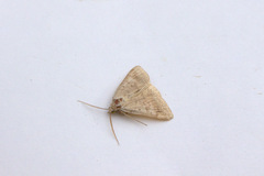 Erebidae