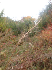 Elymus gmelinii