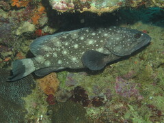 Epinephelus coeruleopunctatus