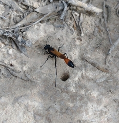 Ammophila placida