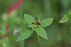 Phalerimeris madurensis