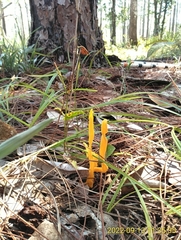 Clavariaceae