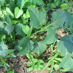 Physalis cinerascens