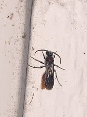 Sphaeropthalma imperialis