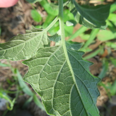 Physalis cinerascens