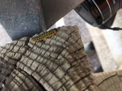 Macremphytus testaceus