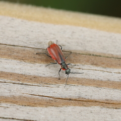 Anthocomus rufus