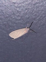 Pygarctia
