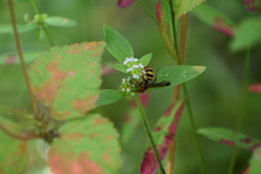 Phalerimeris madurensis