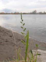 Beckmannia syzigachne