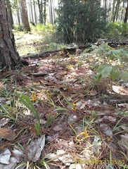 Clavariaceae