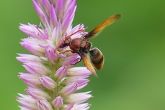 Rhynchium