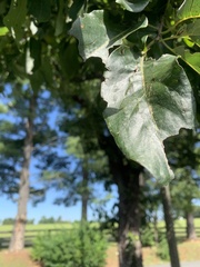 Malus prunifolia