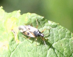 Anthocoris nemorum