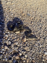 Lampropeltis calligaster