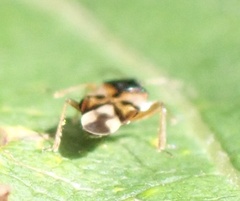 Anthocoris nemorum