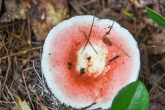 Russula fragilis