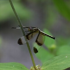 Neurothemis tullia